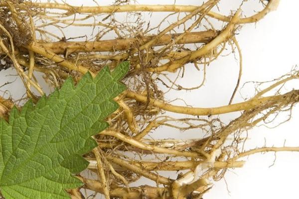 nettle root