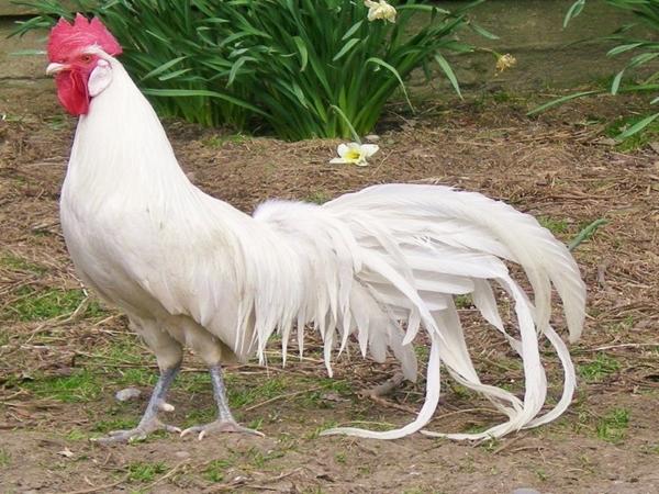 phoenix breed of chickens