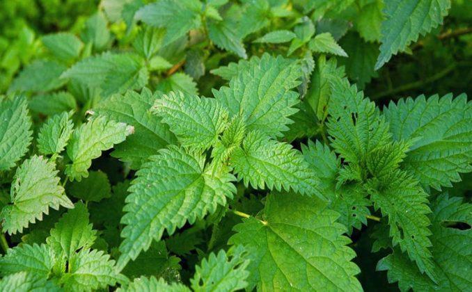 nettle