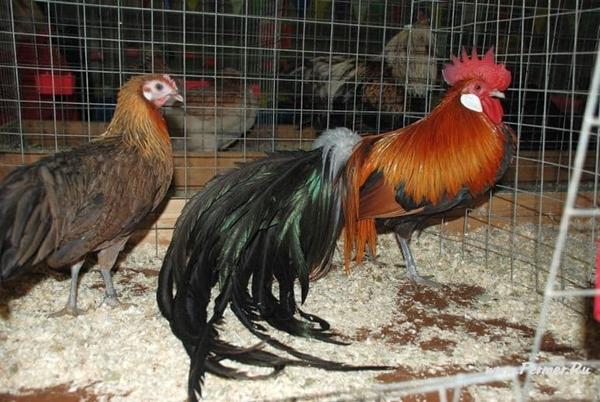phoenix breed of chickens