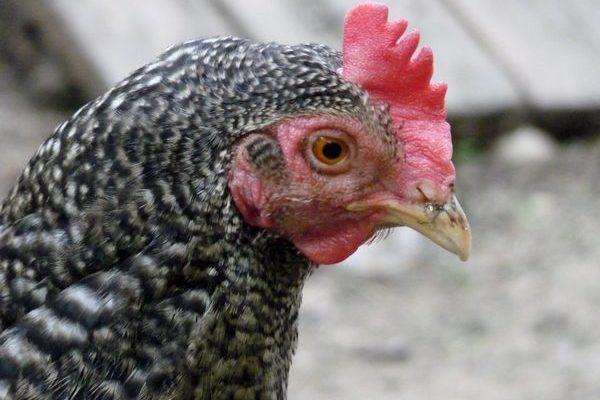 pollo di razza Mechelen cuculo