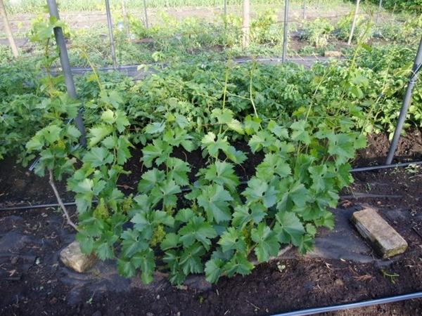 Planter des raisins
