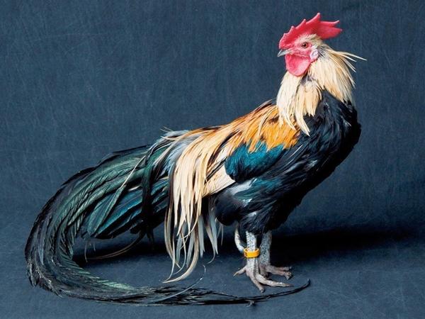 phoenix breed of chickens