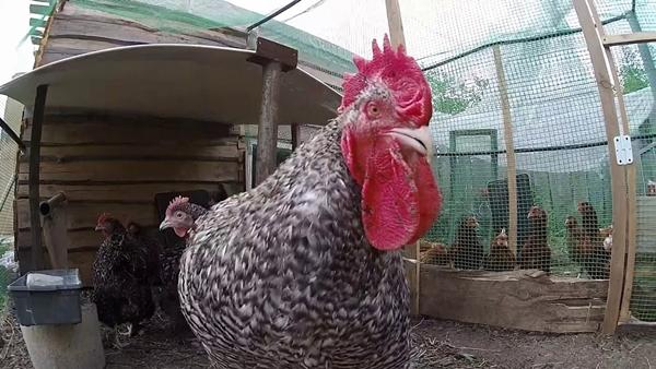 pollo di razza Mechelen cuculo