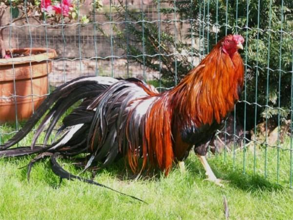 phoenix breed of chickens
