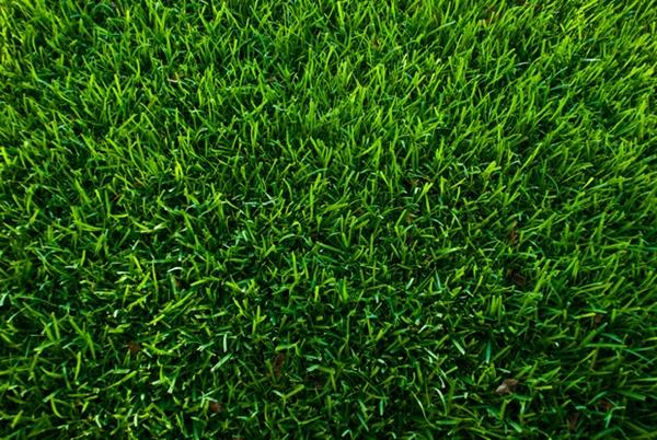 Canada Green