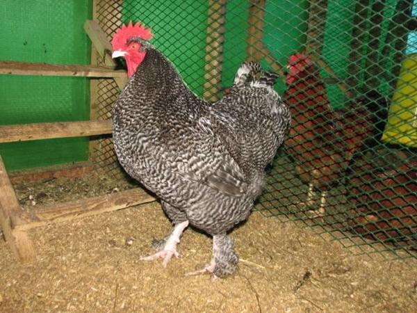 pollo di razza Mechelen cuculo