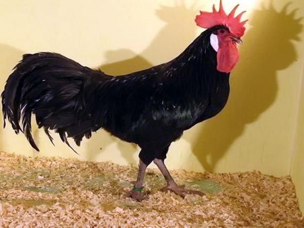 Minorka tavuk ırkı