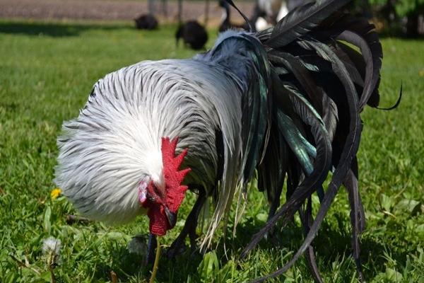 phoenix breed of chickens