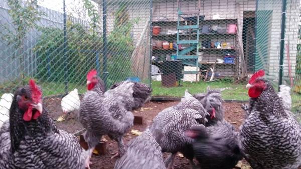pollo di razza Mechelen cuculo