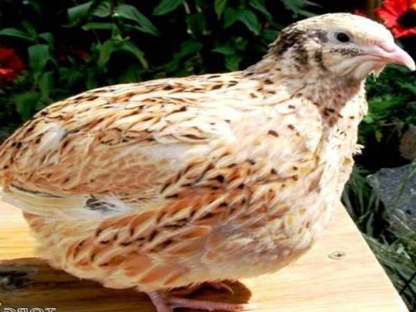 phoenix breed of chickens