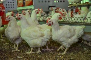 Beschreibung der Broiler der Arbor Aykres Zucht- und Wartungsregeln