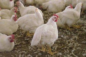 Description and characteristics of Iza Hubbard broilers, breeding rules
