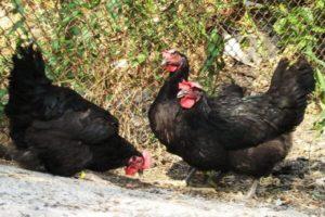 Description of the 6 best breeds of black plumage chickens and rules for keeping