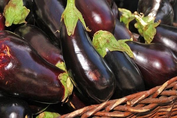 eggplants lie