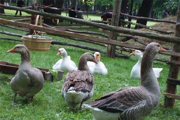 гуске које ходају