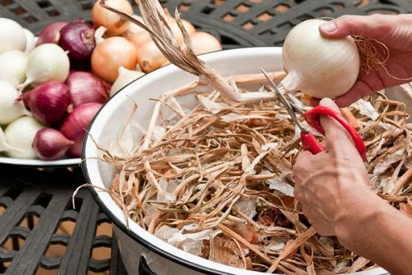 4 melhores maneiras de secar cebolas adequadamente em casa para o inverno