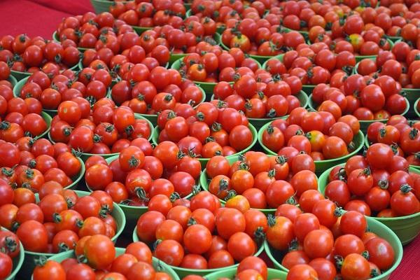 Eimer mit Tomaten