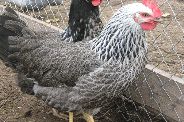 chicken characteristics