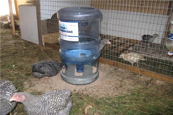 there is a feeder