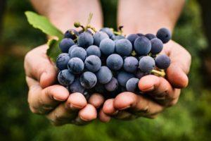 Beschreibung und Feinheiten des Anbaus von Monastrell-Trauben