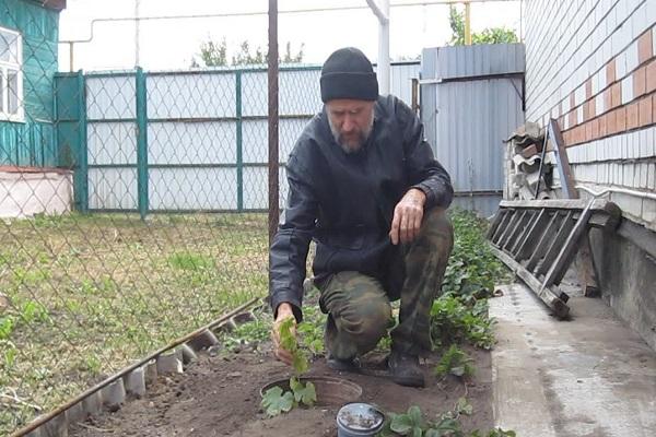 садите грмље