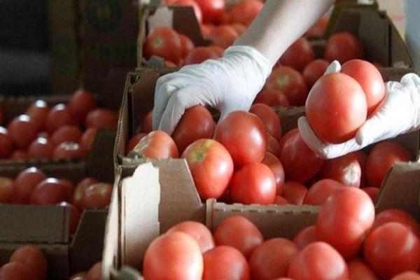escolha um tomate