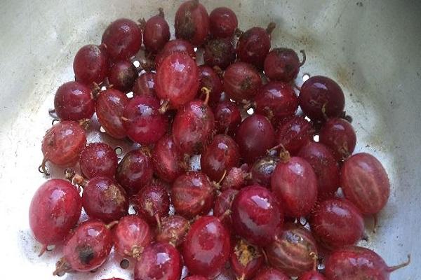 bacche rosse
