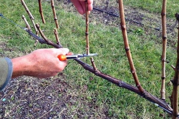 couper les branches