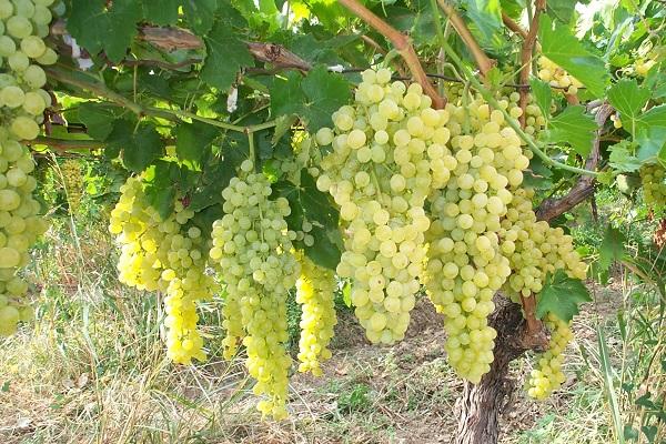 verarbeitete Weinberge