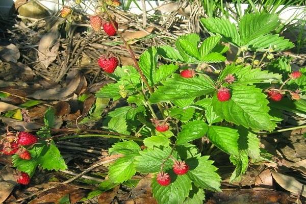 Ruyan's strawberry