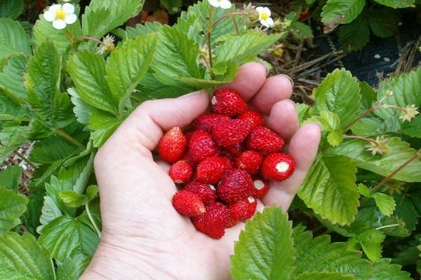hands in berries