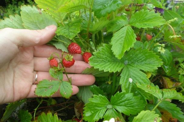 pluck the fruit