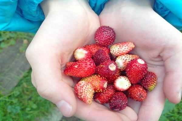 harvesting