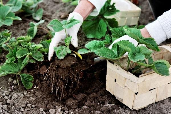 mulching plant
