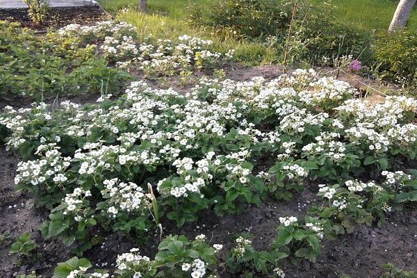 flowering in the garden