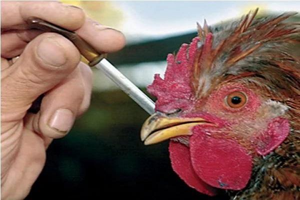 πανούκλα στα κοτόπουλα