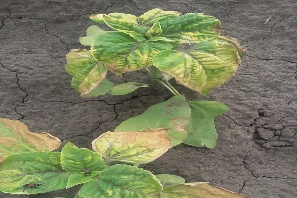 plant death