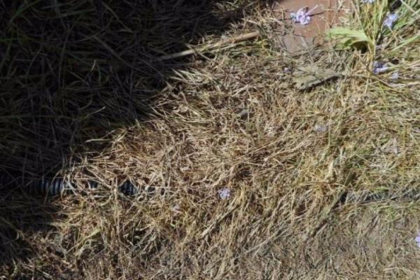withered grass