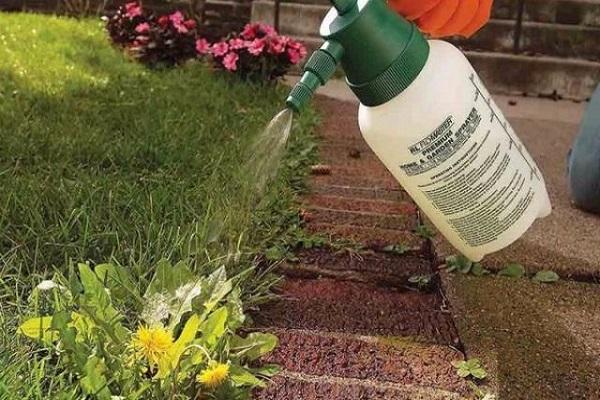 spray dandelions