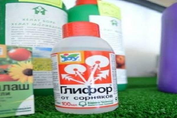 коров глифор
