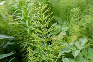 Description and instructions for the use of herbicides to combat horsetail