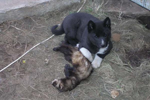 cachorro mentiras