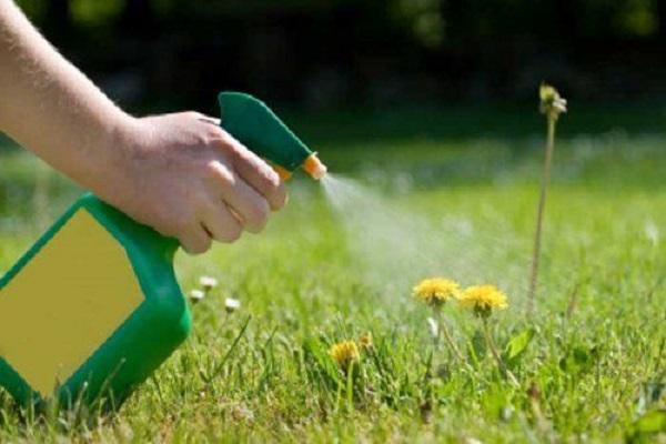 تعليمات استخدام مبيد الفطريات Collis ، آلية العمل ومعدلات الاستهلاك