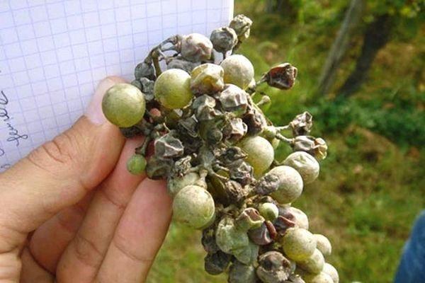 تعليمات استخدام مبيد الفطريات Collis ، آلية العمل ومعدلات الاستهلاك