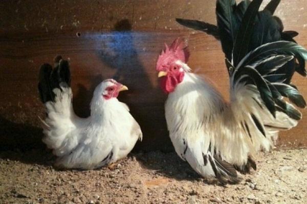 Chickens Shabo