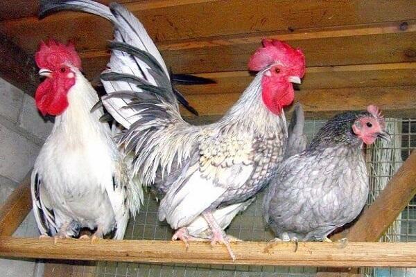 small breeds