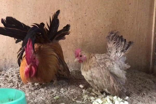 hen and cockerel