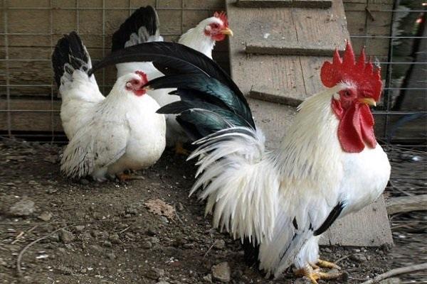 keep in the hen house