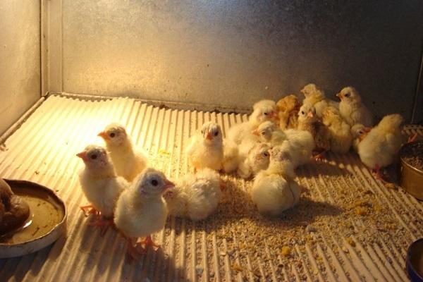 chickens eat